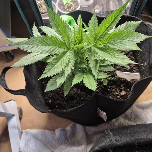 FF trop.cookies 420fastbuds. Week 5