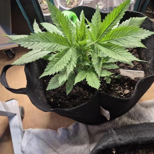 FF trop.cookies 420fastbuds. Week 5