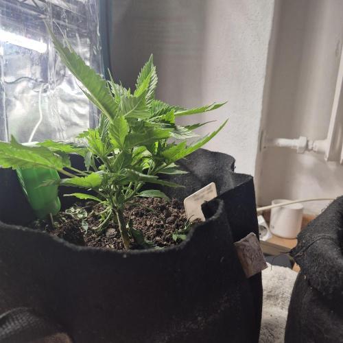 FF trop.cookies 420fastbuds. Week 5