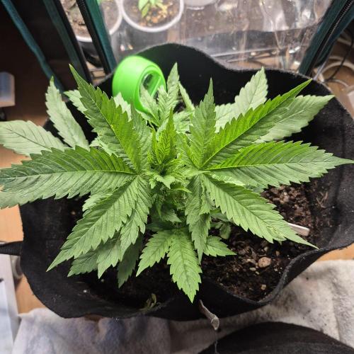 FF trop.cookies 420fastbuds. Week 5