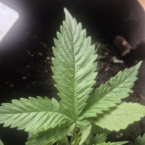 FF trop.cookies 420fastbuds. Week 5