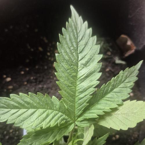 FF trop.cookies 420fastbuds. Week 5