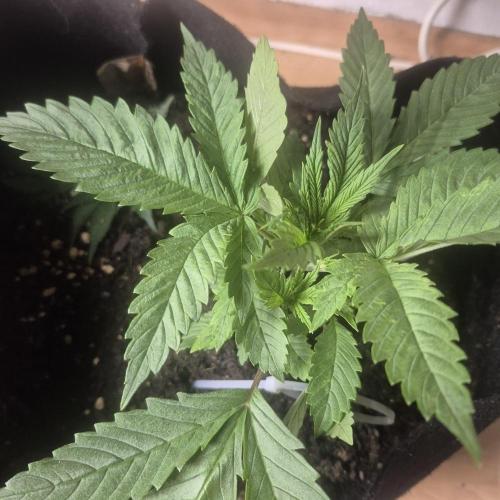 FF trop.cookies 420fastbuds. Week 5