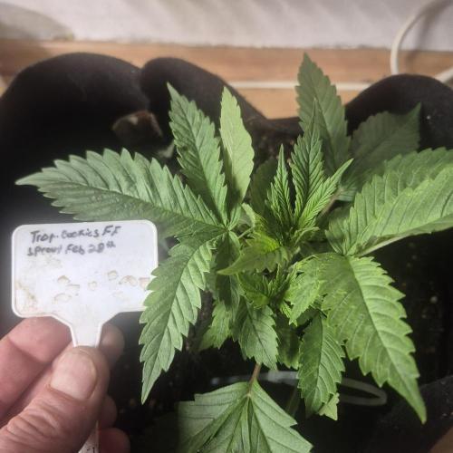 FF trop.cookies 420fastbuds. Week 5