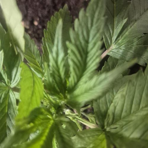 FF trop.cookies 420fastbuds. Week 5