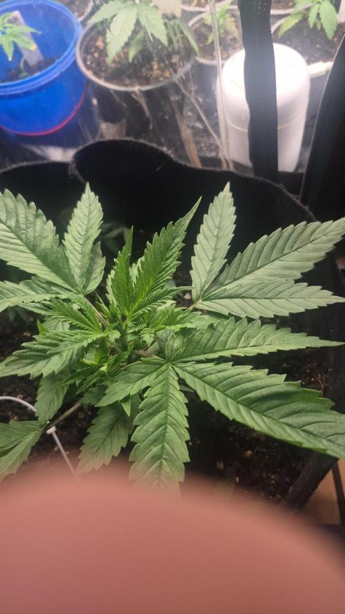 FF trop.cookies 420fastbuds. Week 5