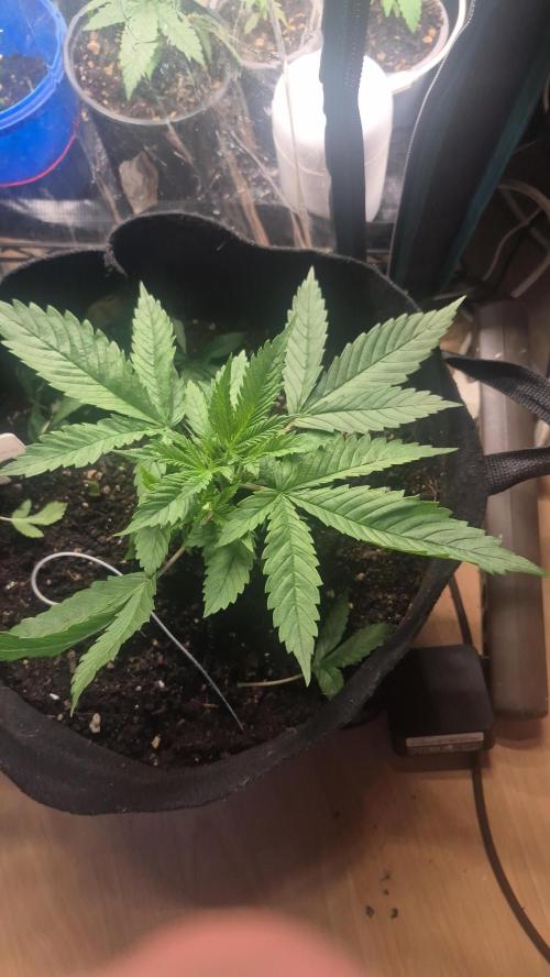 FF trop.cookies 420fastbuds. Week 5