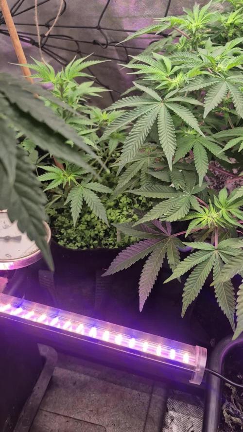 FF veg 420fastbuds