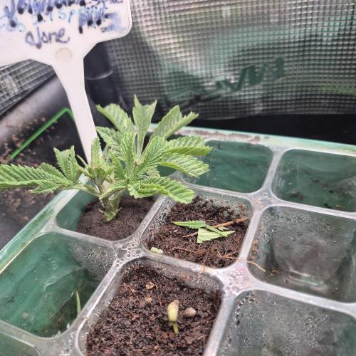GG4 SHERBERT FF 420FASTBUDS GERMINATION. Week 1