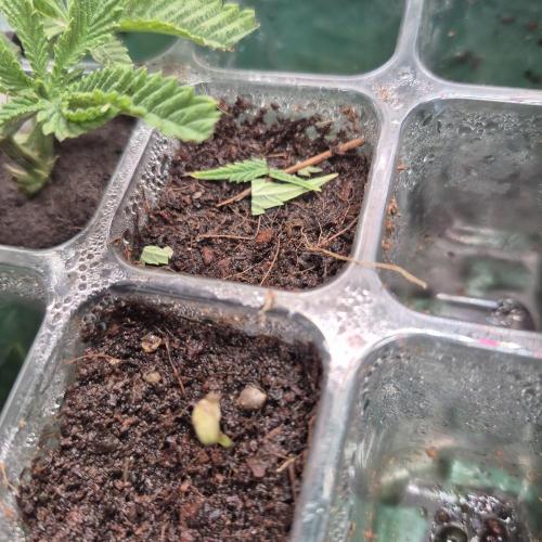 GG4 SHERBERT FF 420FASTBUDS GERMINATION. Week 1