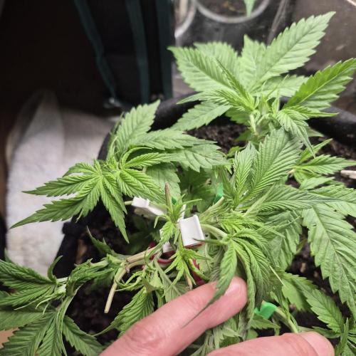 FF trop.cookies 420fastbuds. Week 6 - Getting thier