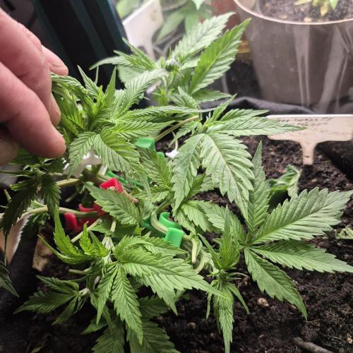 FF trop.cookies 420fastbuds. Week 6 - Training