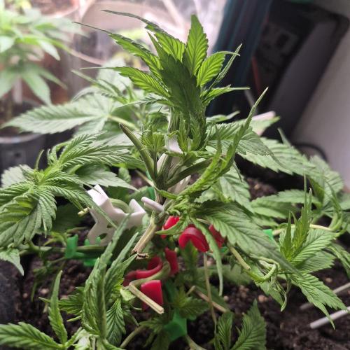 FF trop.cookies 420fastbuds. Week 6