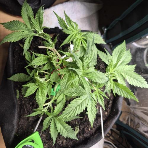 FF trop.cookies 420fastbuds. Week 6