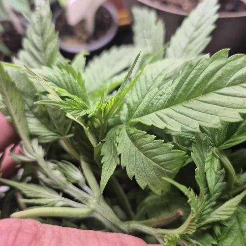 FF trop.cookies 420fastbuds. Week 6