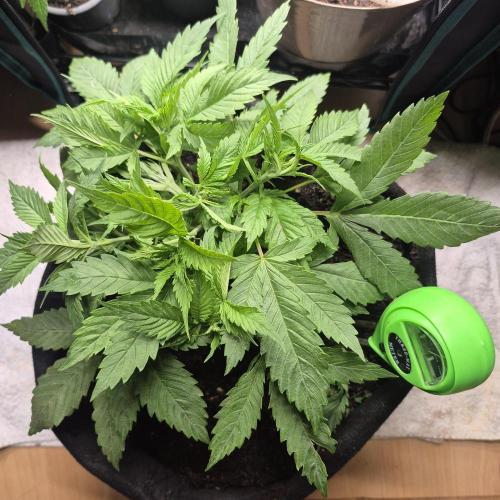 FF trop.cookies 420fastbuds. Week 6