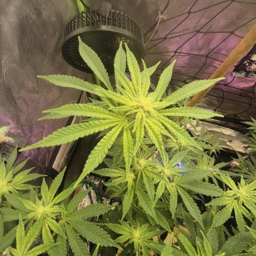 Flower tent 3x4 vivosun 4500wled. Week 4