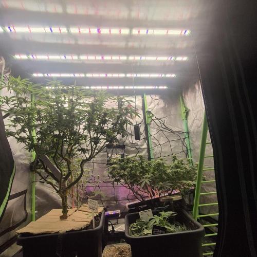 Flower tent 3x4 vivosun 4500wled. Week 4