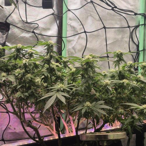 Flower tent 3x4 vivosun 4500wled. Week 4