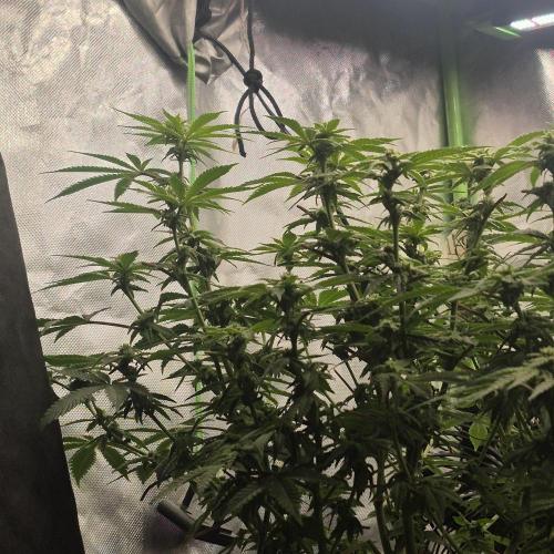 Flower tent 3x4 vivosun 4500wled. Week 4
