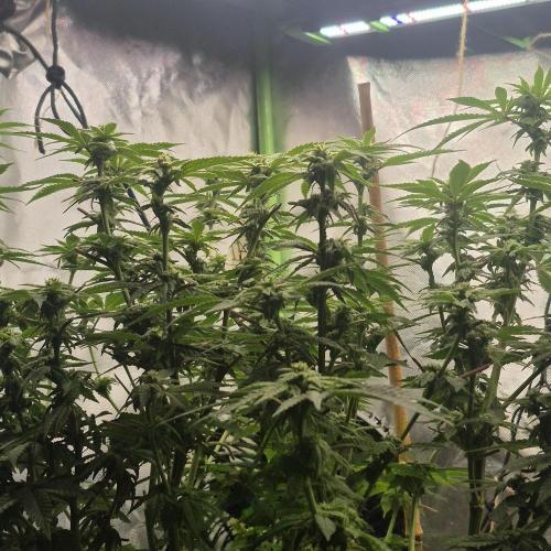 Flower tent 3x4 vivosun 4500wled. Week 4