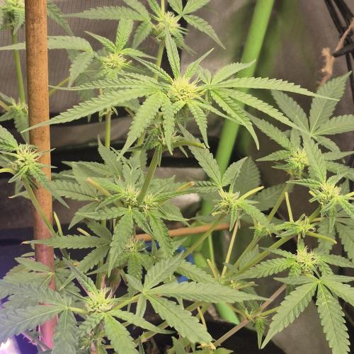 Flower tent 3x4 vivosun 4500wled. Week 4