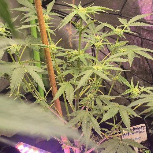 Flower tent 3x4 vivosun 4500wled. Week 4