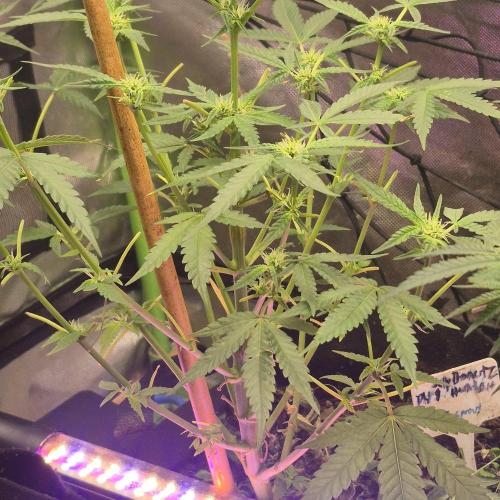 Flower tent 3x4 vivosun 4500wled. Week 4