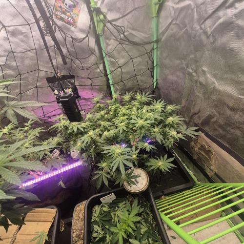 Flower tent 3x4 vivosun 4500wled. Week 4