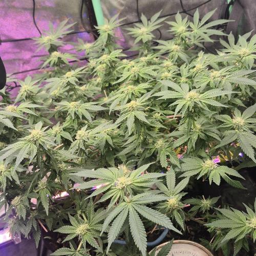 Flower tent 3x4 vivosun 4500wled. Week 4