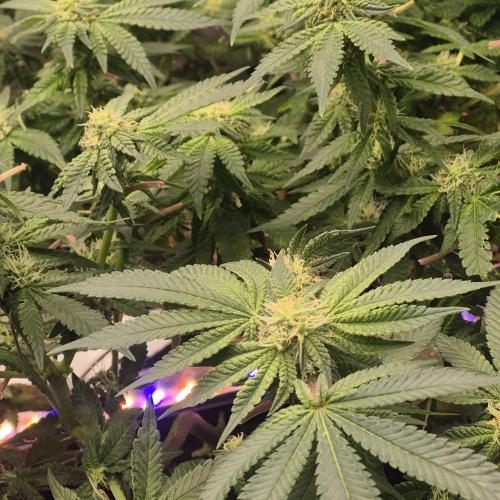 Flower tent 3x4 vivosun 4500wled. Week 4