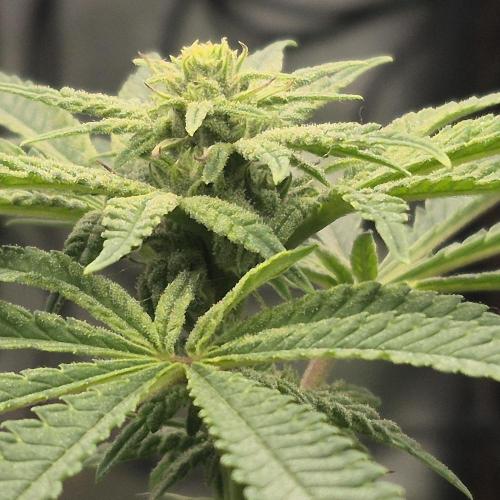 Flower tent 3x4 vivosun 4500wled. Week 4