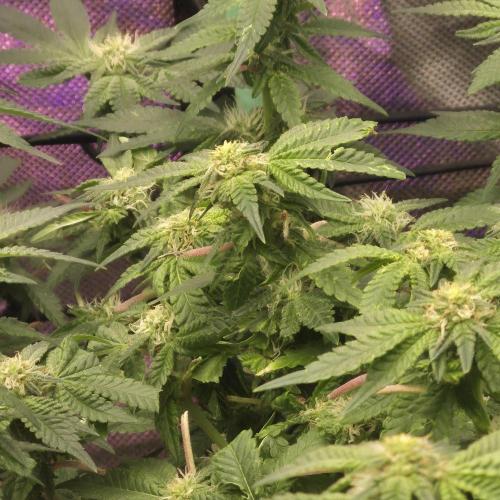 Flower tent 3x4 vivosun 4500wled. Week 4