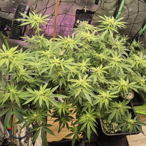 Flower tent 3x4 vivosun 4500wled. Week 4