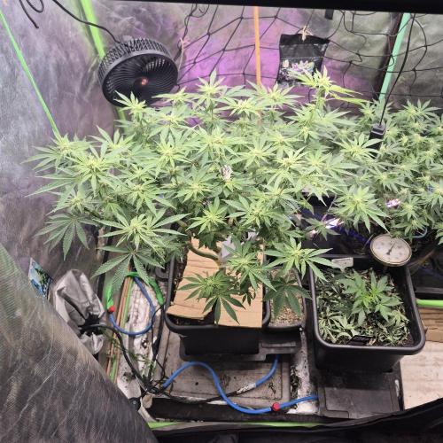 Flower tent 3x4 vivosun 4500wled. Week 4