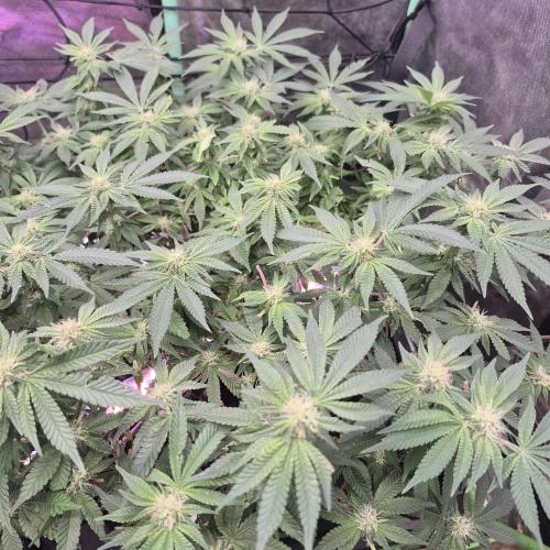 Flower tent 3x4 vivosun 4500wled. Week 4