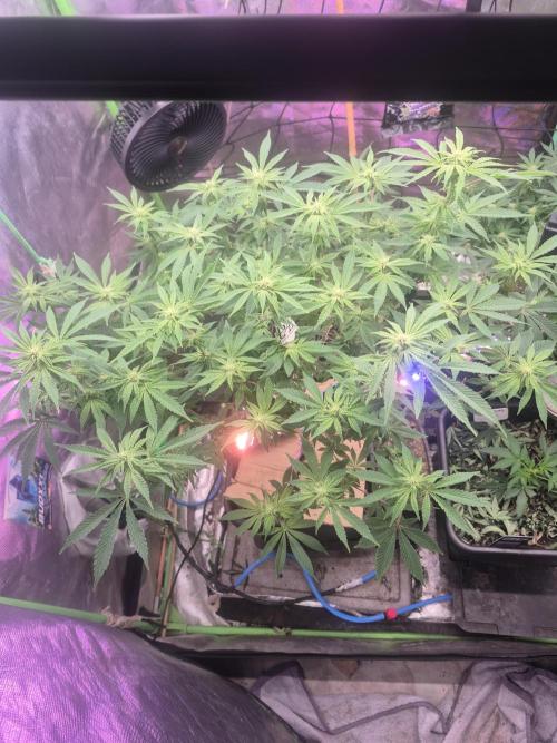 Flower tent 3x4 vivosun 4500wled. Week 4