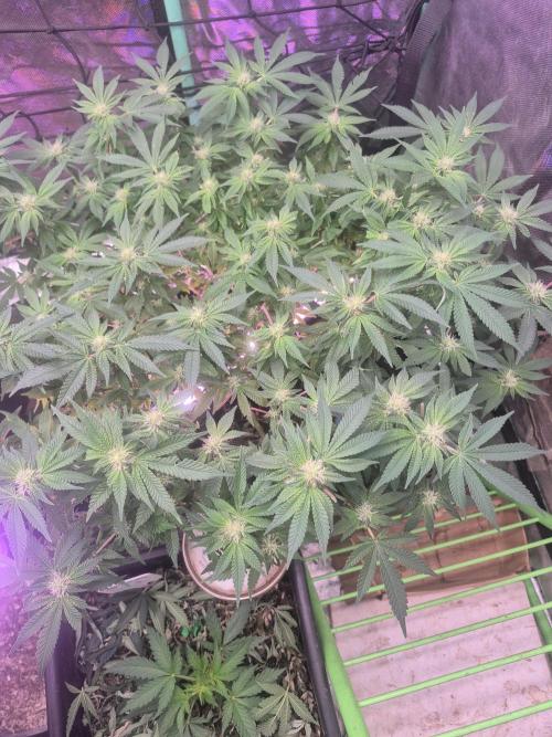 Flower tent 3x4 vivosun 4500wled. Week 4