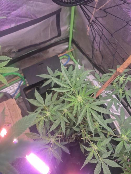 Flower tent 3x4 vivosun 4500wled. Week 4