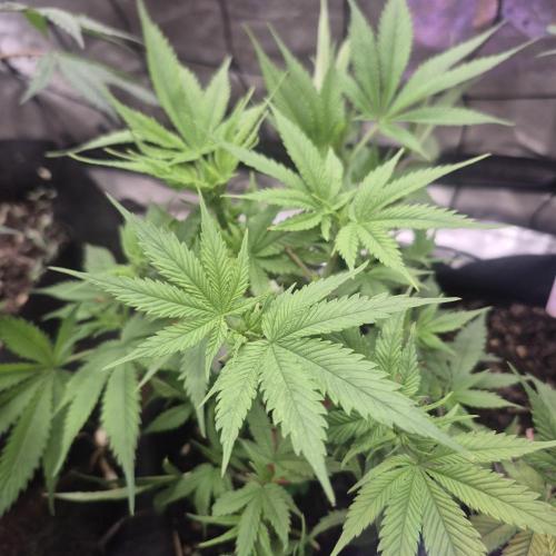 FF trop.cookies 420fastbuds. Week 1