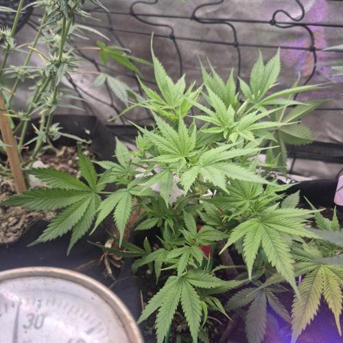 FF trop.cookies 420fastbuds. Week 1