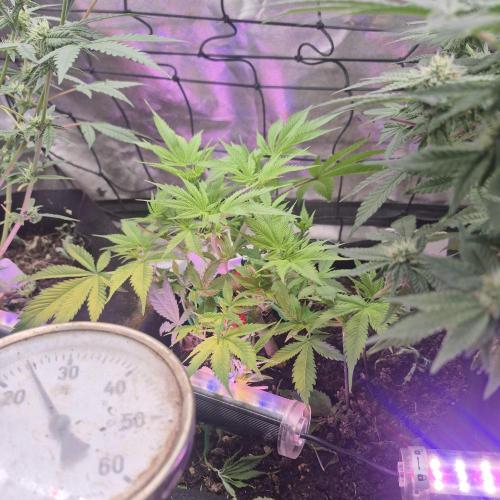 FF trop.cookies 420fastbuds. Week 1