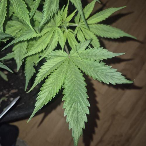 FF trop.cookies 420fastbuds. Week 1