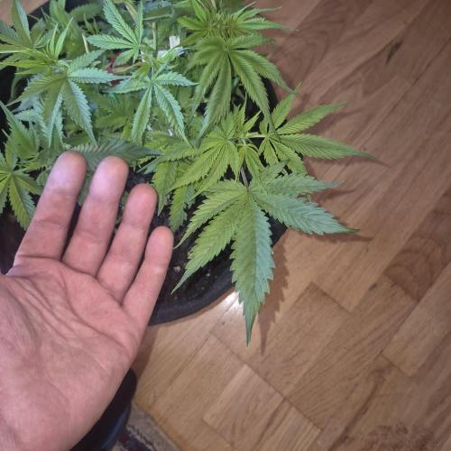 FF trop.cookies 420fastbuds. Week 1