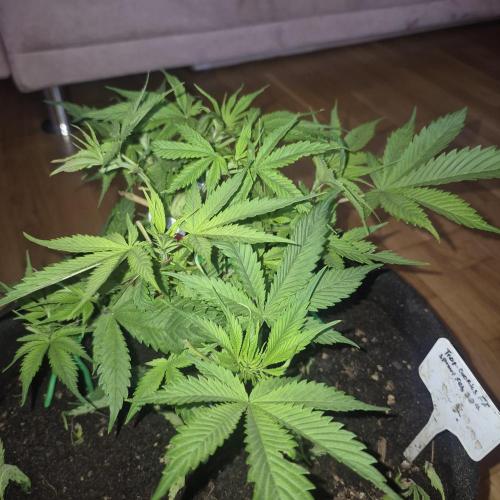 FF trop.cookies 420fastbuds. Week 1