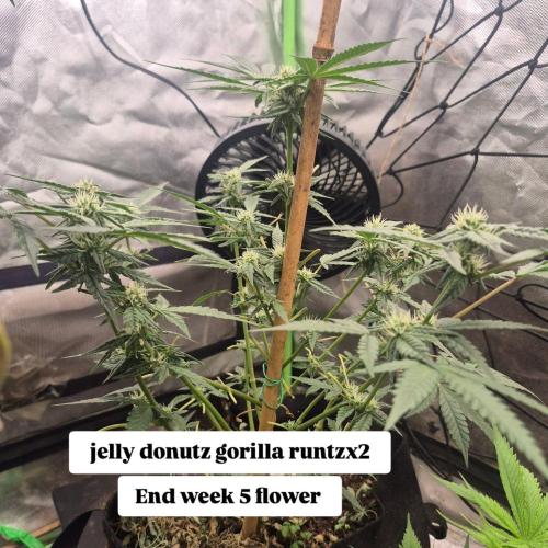 Flower tent 3x4 vivosun 4500wled. Week 5