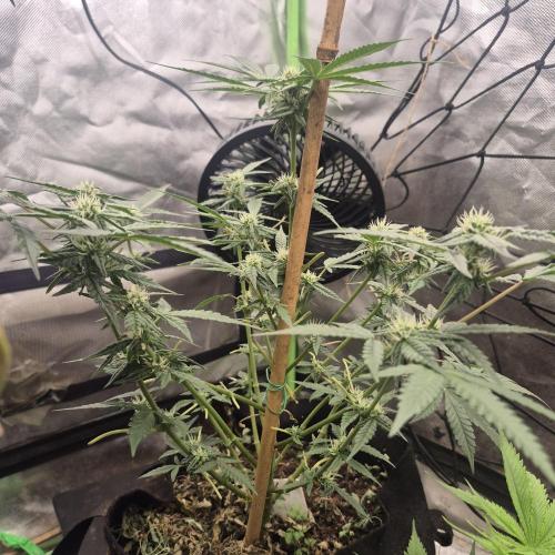 Flower tent 3x4 vivosun 4500wled. Week 5