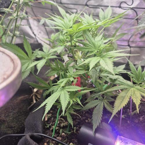 Flower tent 3x4 vivosun 4500wled. Week 5