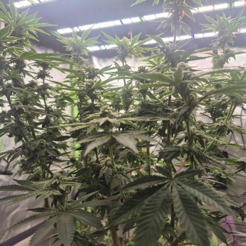 Flower tent 3x4 vivosun 4500wled. Week 5
