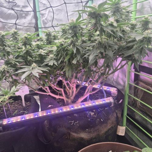 Flower tent 3x4 vivosun 4500wled. Week 5